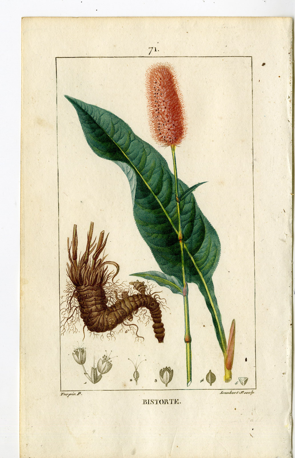 , Antique Print-PL.71-BISTORT-SNAKE WEED-POLYGONUM BISTORTA-Turpin-Chaumeton-1814, Pictura Antique Prints