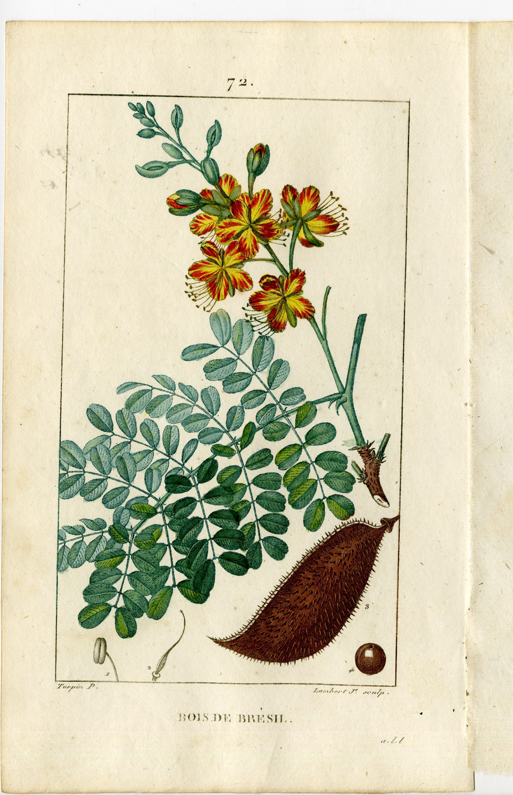 , Antique Print-PL.72-BRASILETTO-BRASIL-CAESALPINIA ECHINATA-Turpin-Chaumeton-1814, Pictura Antique Prints