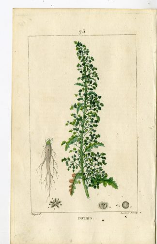 Antique Print-PL.73-JERUSALEM OAK-CHENOPODIUM BOTRYS-Turpin-Chaumeton-1814