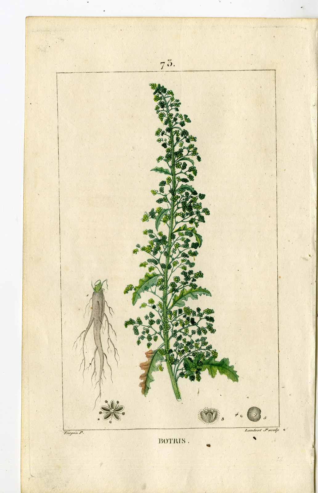 Pco 24172 416x645 Antique Print-PL.73-JERUSALEM OAK-CHENOPODIUM BOTRYS-Turpin-Chaumeton-1814