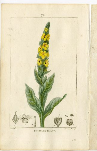 Antique Print-P.74-VERBASCUM-BOUILLON BLANC-COW'S LUNGWORT-Turpin-Chaumeton-1814