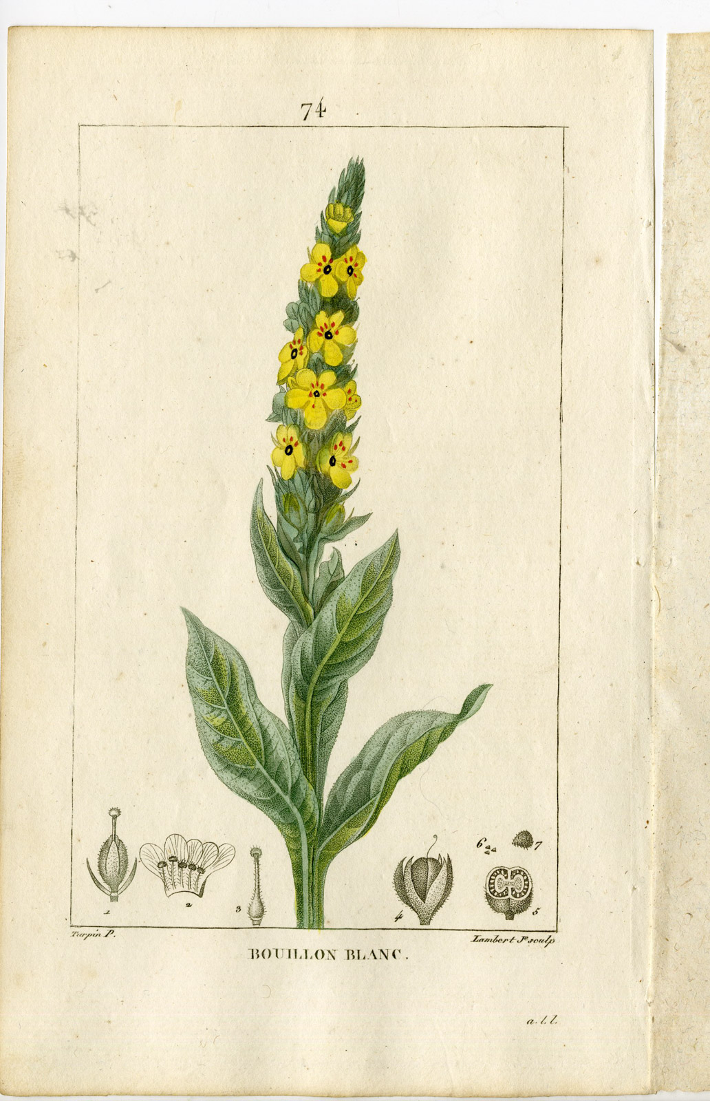 , Antique Print-P.74-VERBASCUM-BOUILLON BLANC-COW’S LUNGWORT-Turpin-Chaumeton-1814, Pictura Antique Prints