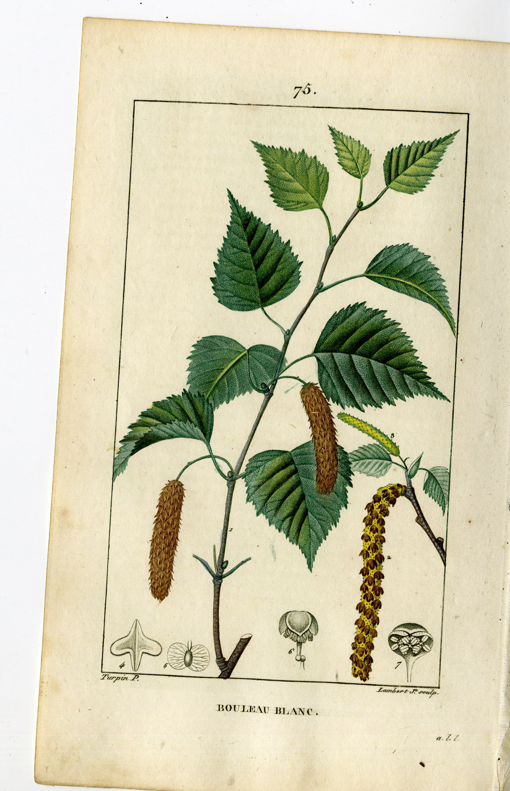 , Antique Print-PL.75-BETULA ALBA-BIRCH TREE-Turpin-Chaumeton-1814, Pictura Antique Prints