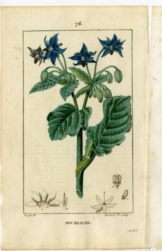 Antique Print-PL.76-BOURRACHE-BORAGE OFFICINALIS-BORAGE-Turpin-Chaumeton-1814