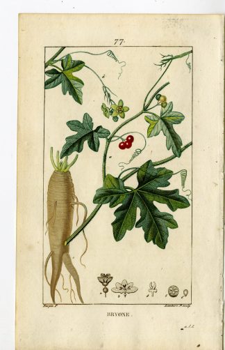 Antique Print-PL.77-BRYONE-BRYONIA ALBA-BRYONY-Turpin-Chaumeton-1814