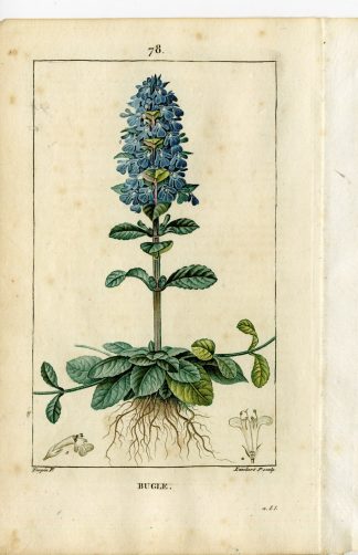 Antique Print-PL.78-BUGLE-AJUGA REPTANS-Turpin-Chaumeton-1814