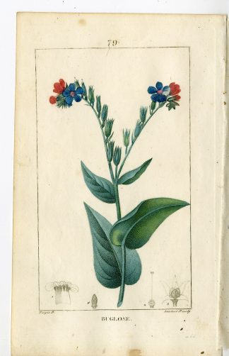 Antique Print-PL.79-BUGLOSE-ANCHUSA OFFICINALIS-BUGLOSS-Turpin-Chaumeton-1814