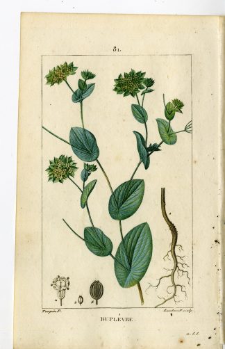 Antique Print-PL.81-BUPLEVRE-HARE'S EAR-BUPLEURUM ROTUNDIFOLIUM-HASENOHRLEIN-Turpin-Chaumeton-1814