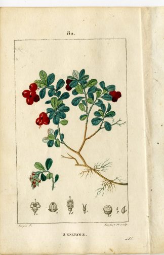 Antique Print-PL.82-BUSSEROLE-ARBUTUS UVA-BEARS BERRY-Turpin-Chaumeton-1814