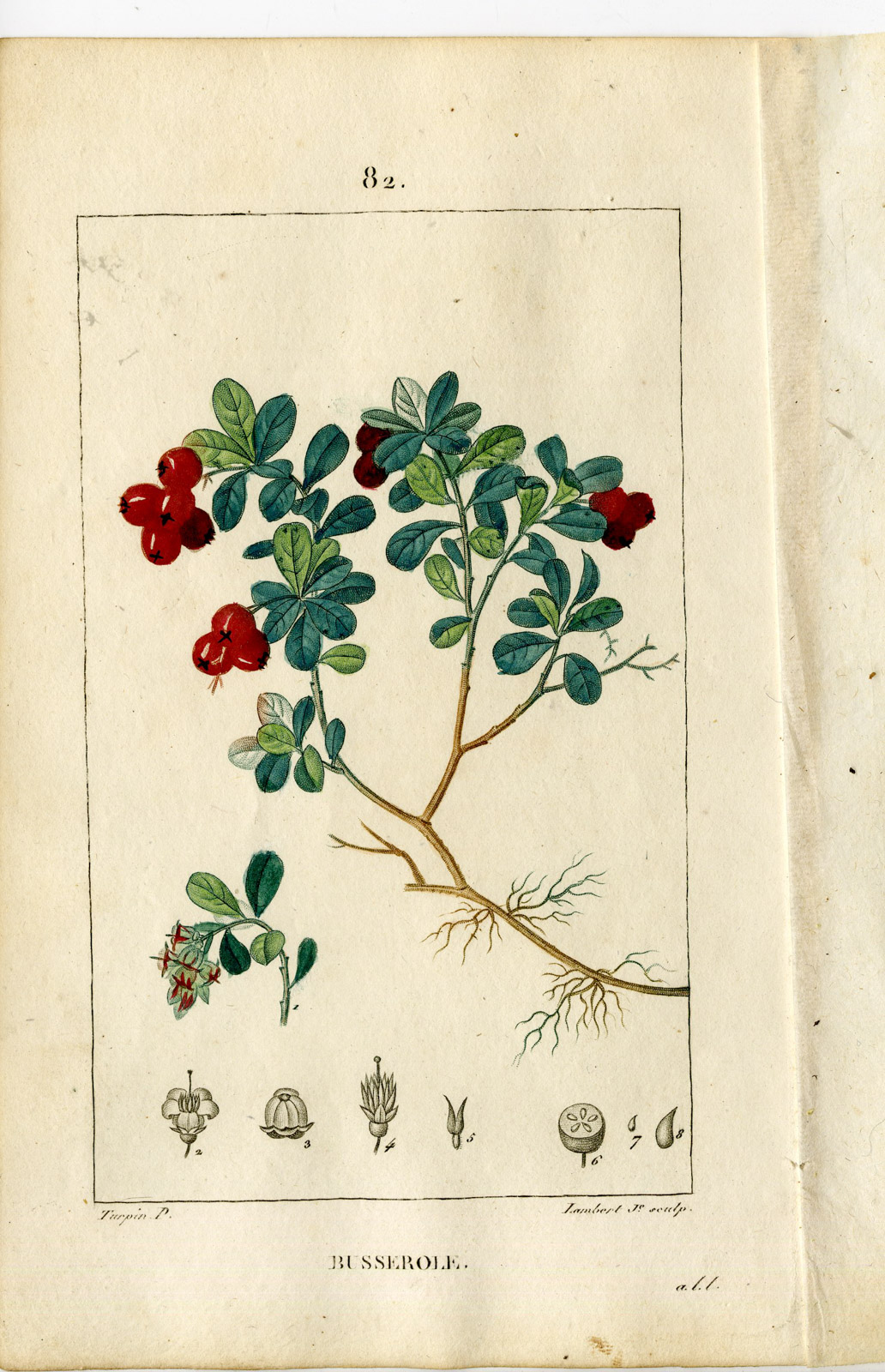 , Antique Print-PL.82-BUSSEROLE-ARBUTUS UVA-BEARS BERRY-Turpin-Chaumeton-1814, Pictura Antique Prints