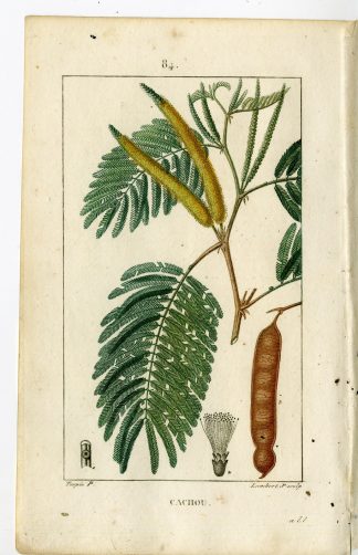 Antique Print-PL.84-CACHOU-MIMOSA CATECHU-ACACIA-CACHOE-Turpin-Chaumeton-1814