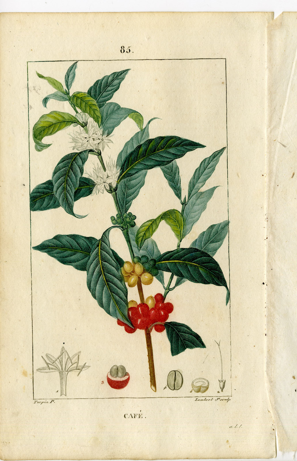 , Antique Print-PL.85-CAFE-COFFEE TREE-COFFEA ARABICA-Turpin-Chaumeton-1814, Pictura Antique Prints