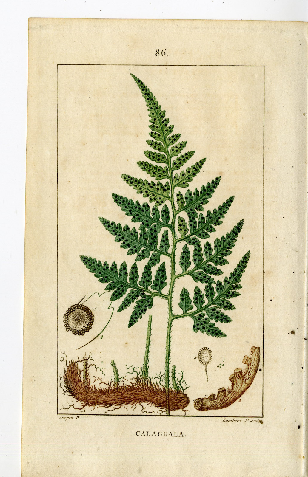 , Antique Print-PL.86-CALAGUALA-ASPIDIUM CORIACEUM-Turpin-Chaumeton-1814, Pictura Antique Prints