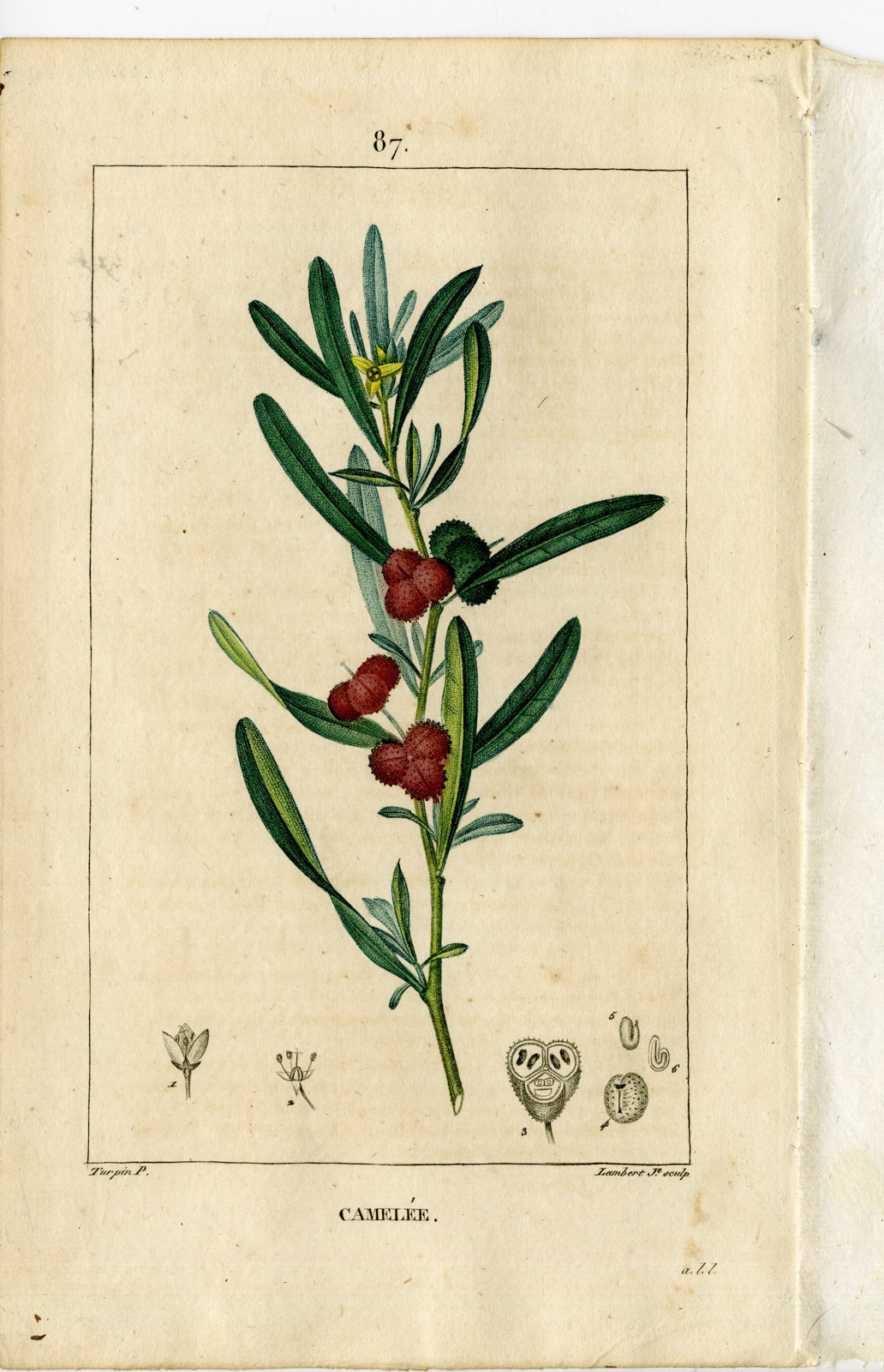 , Antique Print-PL.87-CAMELEE-CNEORUM TRICOCCUM-WIDOW WAIL-Turpin-Chaumeton-1814, Pictura Antique Prints