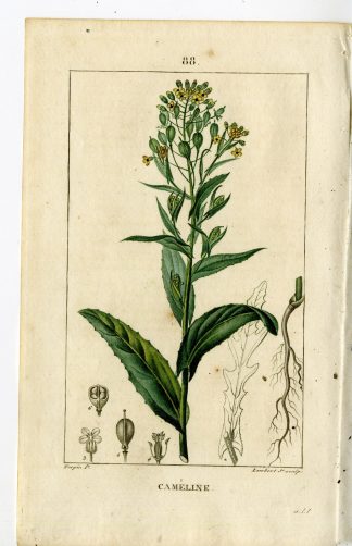 Antique Print-88-CAMELINE-MYAGRUM SATIVUM-GOLD OF PLEASURE-Turpin-Chaumeton-1814