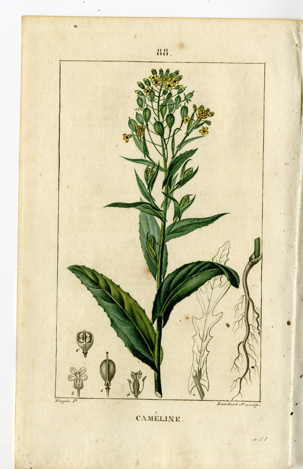 , Antique Print-88-CAMELINE-MYAGRUM SATIVUM-GOLD OF PLEASURE-Turpin-Chaumeton-1814, Pictura Antique Prints