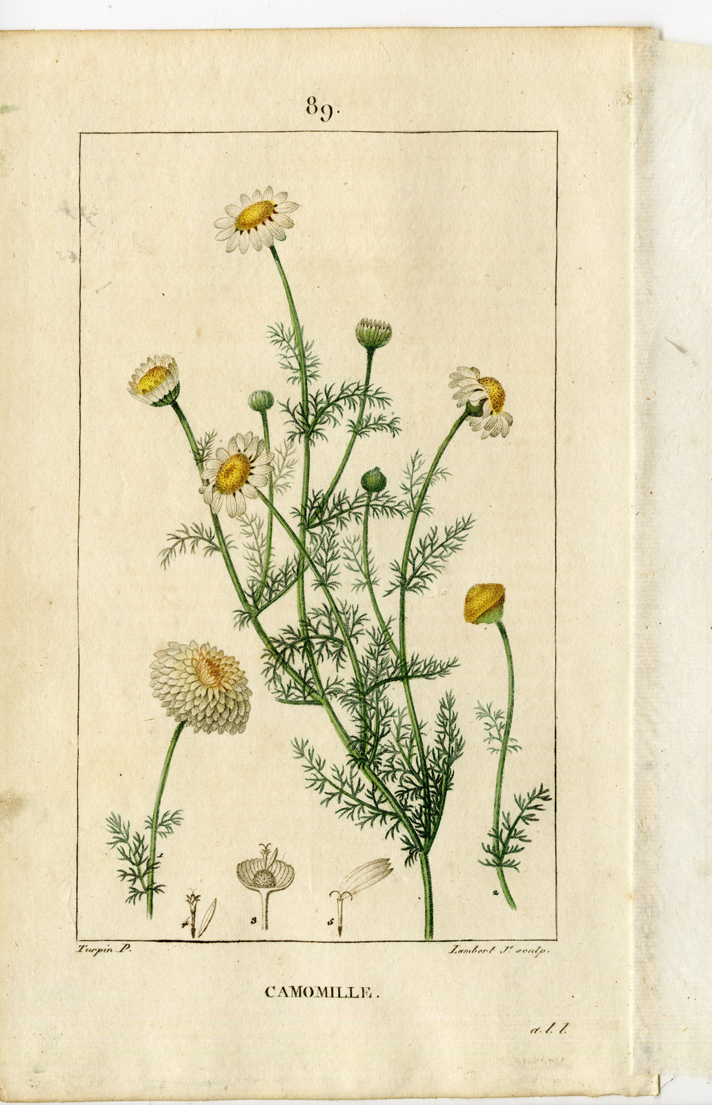 , Antique Print-PL.89-CAMOMILLE-ANTHEMIS NOBILIS-CHAMOMILE-Turpin-Chaumeton-1814, Pictura Antique Prints