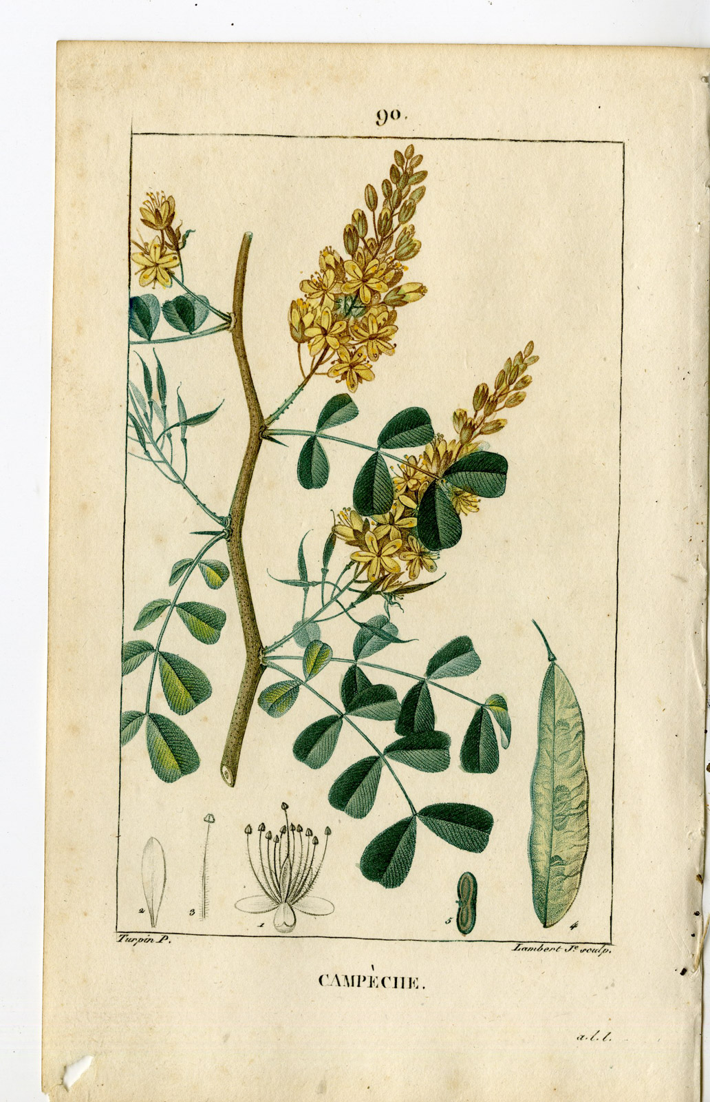 , Antique Print-PL.90-CAMPECHE-HAEMATOXYLUM-LOGWOOD-Turpin-Chaumeton-1814, Pictura Antique Prints
