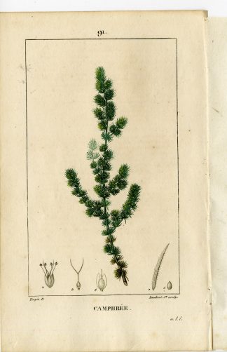 Antique Print-91-CAMPHREE-CAMPHOROSMA-STINKING GROUND PINE-Turpin-Chaumeton-1814