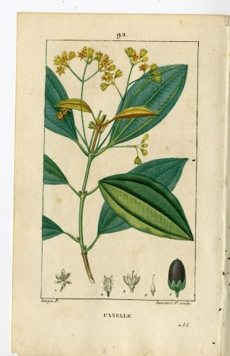 Antique Print-P.92-CANELLE-LAURUS CINNAMOMUM-CINNAMON TREE-Turpin-Chaumeton-1814