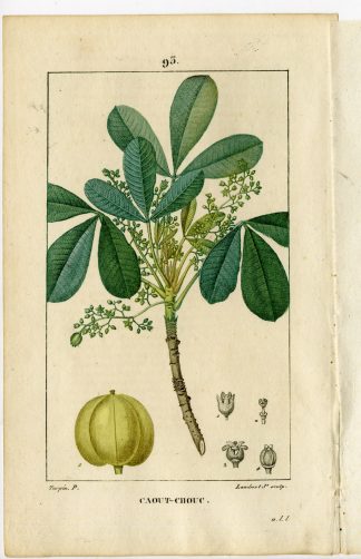 Antique Print-PL.93-CAOUT-CHOUC-INDIA RUBBER TREE-Turpin-Chaumeton-1814