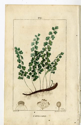 Antique Print-P94-CAPILLAIRE-ADIANTUM CAPILLUS-MAIDEN-HAIR-Turpin-Chaumeton-1814