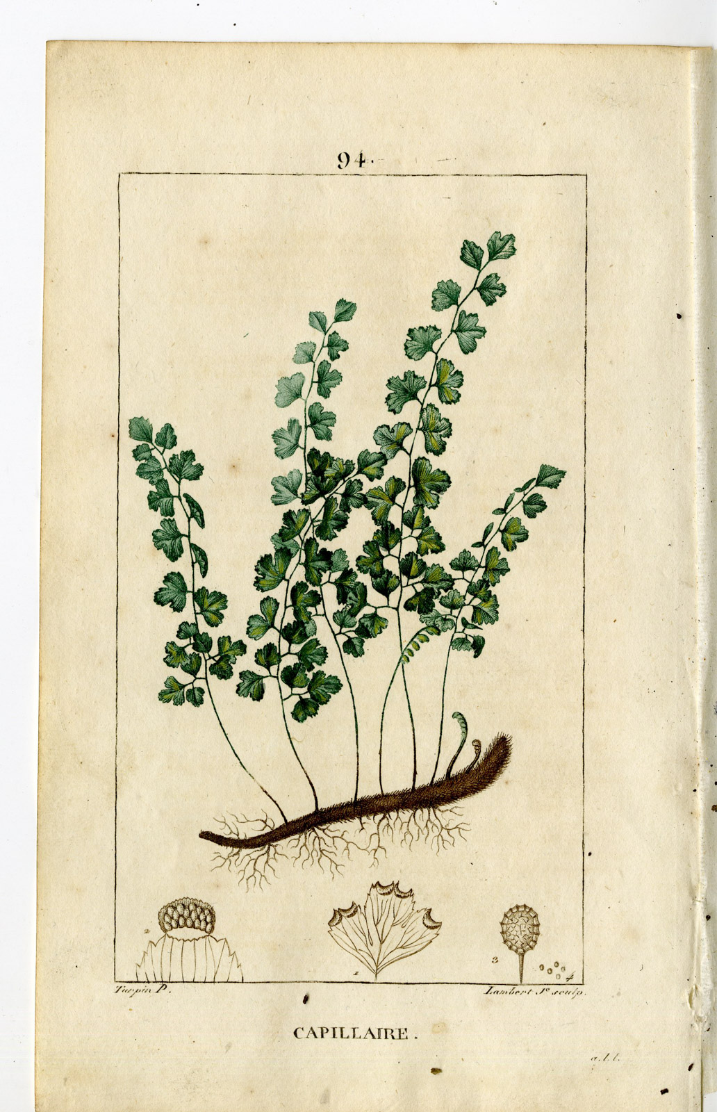 , Antique Print-P94-CAPILLAIRE-ADIANTUM CAPILLUS-MAIDEN-HAIR-Turpin-Chaumeton-1814, Pictura Antique Prints