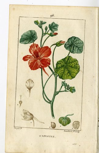 Antique Print-PL.96-CAPUCINE-TROPAEOLUM MAJUS-INDIAN CRESS-Turpin-Chaumeton-1814