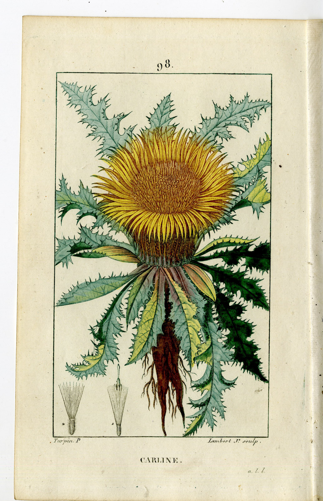 , Antique Print-P.98-CARLINA ACAULIS-CARLINE-CAROINE THISTLE-Turpin-Chaumeton-1814, Pictura Antique Prints
