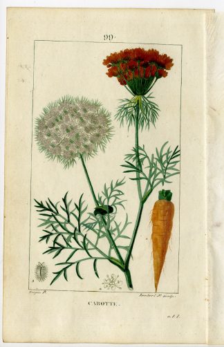 Antique Print-PL.99-DAUCUS CABOTA-CARROT-BIRDS NEST-Turpin-Chaumeton-1814