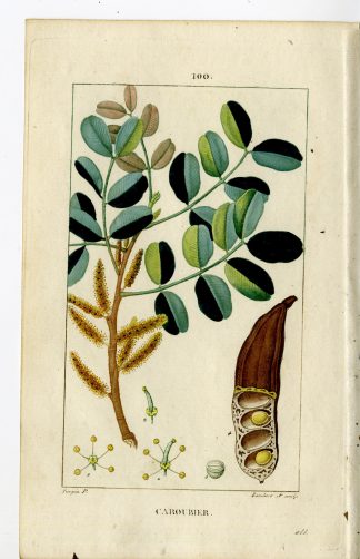 Antique Print-P.100-CAROUBIER-CERATONIA SILIQUA-CAROB TREE-Turpin-Chaumeton-1814