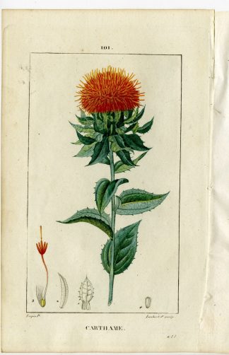 Antique Print-PL.101-CATHAME-CARTHAMUS-SAFFLOWER-SAFFRON-Turpin-Chaumeton-1814