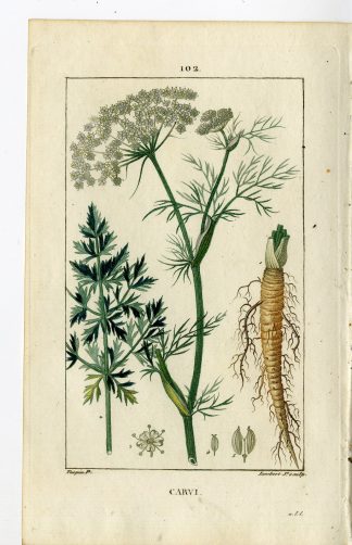 Antique Print-PL.102-CARVI-CARUM CARVE-CARAWAY-Turpin-Chaumeton-1814
