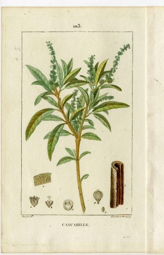 Antique Print-P.103-CROTON CASCARILLA-CASCARILLE-CHACRILLE-Turpin-Chaumeton-1814