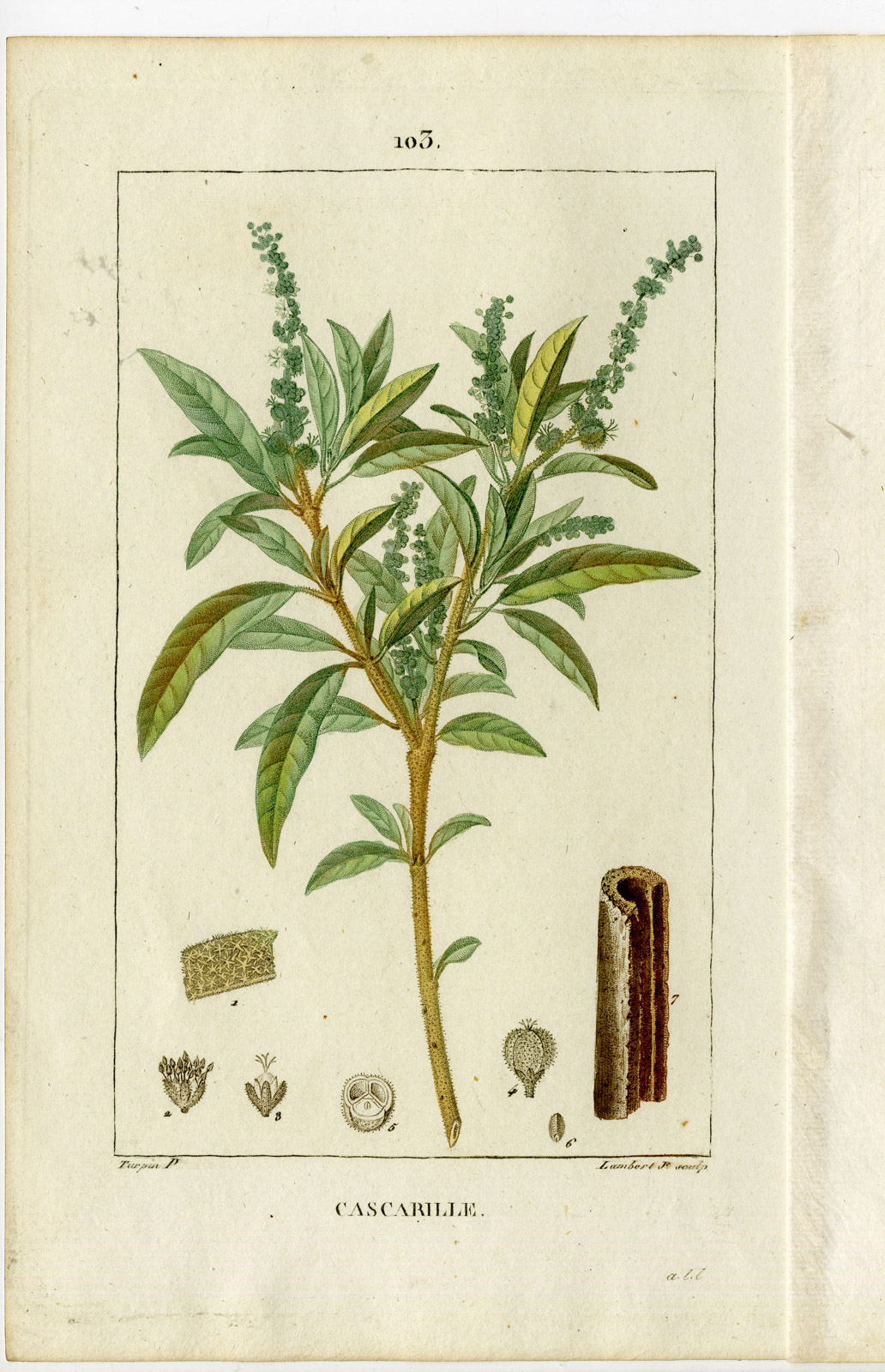 , Antique Print-P.103-CROTON CASCARILLA-CASCARILLE-CHACRILLE-Turpin-Chaumeton-1814, Pictura Antique Prints