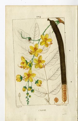 Antique Print-PL.104-CASSE-CASSIA FISUELA-CASSIA-Turpin-Chaumeton-1814