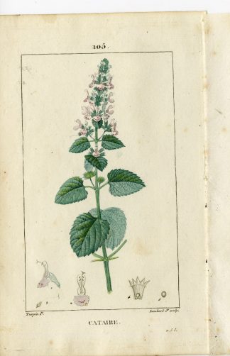 Antique Print-PL.105-CATAIRE-NEPETA CATARIA-CATMINT-NEP-Turpin-Chaumeton-1814