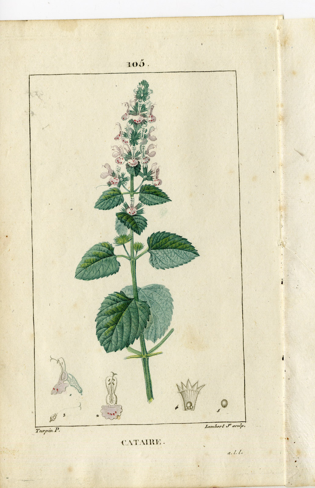 , Antique Print-PL.105-CATAIRE-NEPETA CATARIA-CATMINT-NEP-Turpin-Chaumeton-1814, Pictura Antique Prints