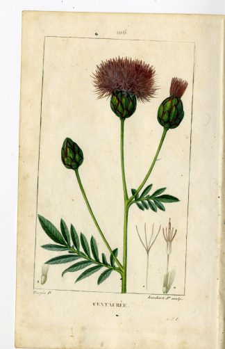 Antique Print-PL.106-CENTAUREA CENTAURIUM-CENTAURY-Turpin-Chaumeton-1814