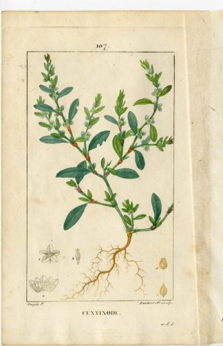 Antique Print-PL.107-POLYGONIUM AVICULARE-KNOT GRASS-Turpin-Chaumeton-1814