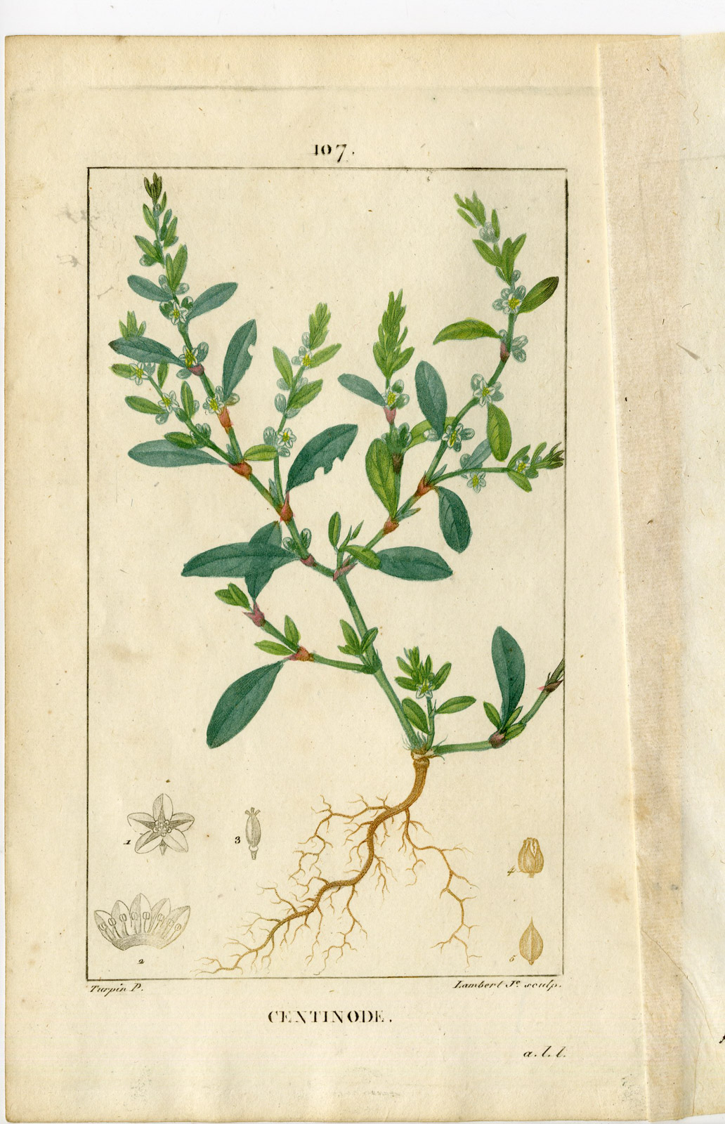 , Antique Print-PL.107-POLYGONIUM AVICULARE-KNOT GRASS-Turpin-Chaumeton-1814, Pictura Antique Prints