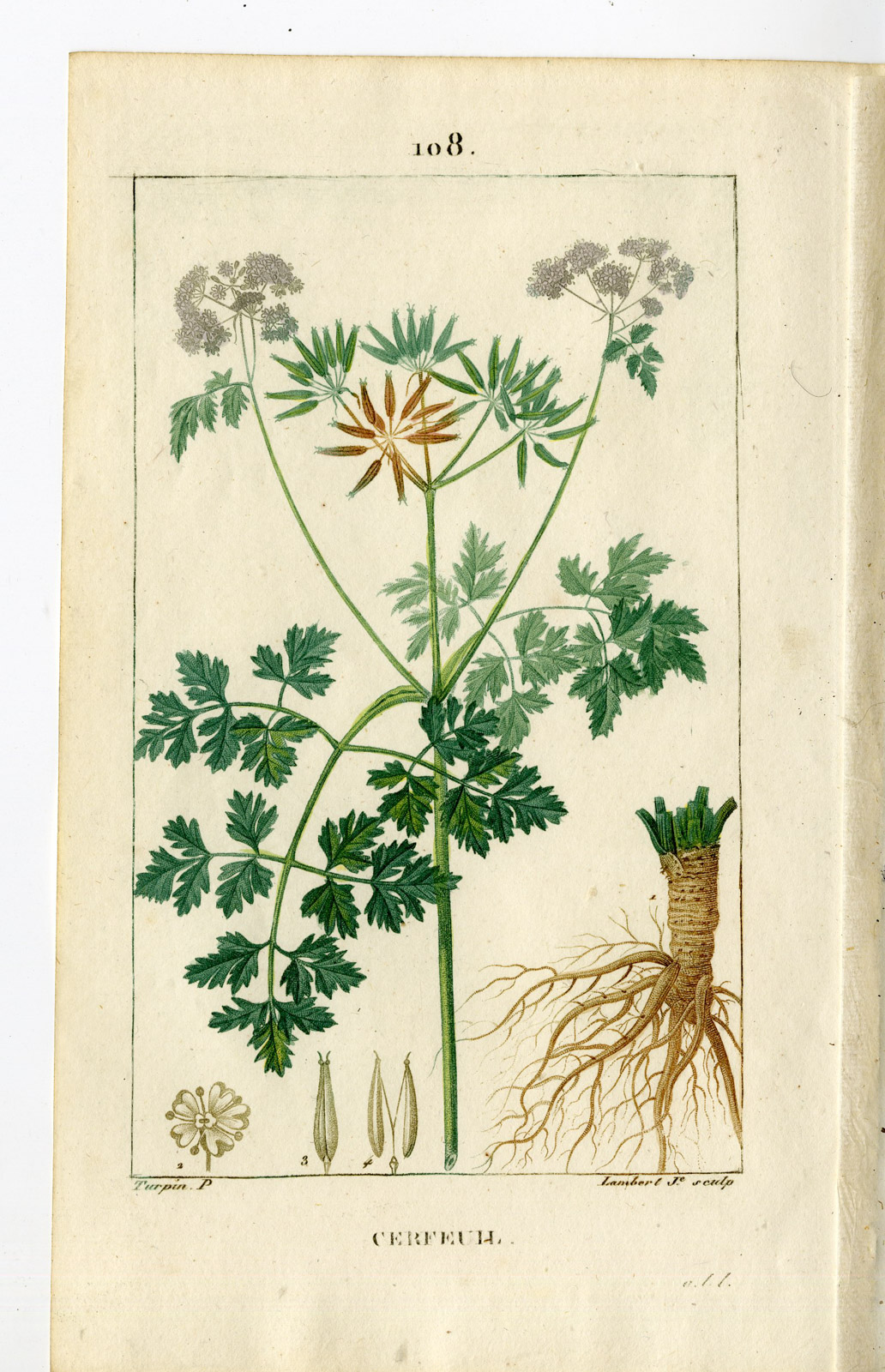 , Antique Print-PL.108-CERFEUIL-SCANDIX CEREFOLIUM-CHERVIL-Turpin-Chaumeton-1814, Pictura Antique Prints