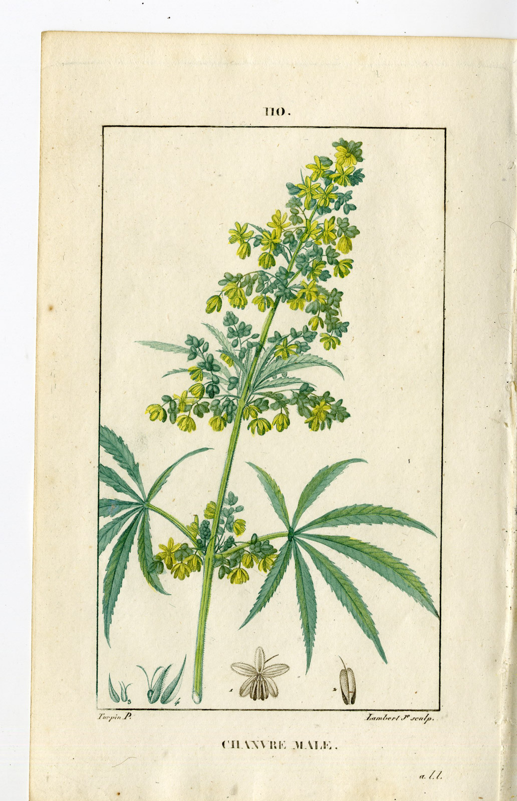 , Antique Print-PL.110-CHANVRE MALE-CANNABIS SATIVA-Turpin-Chaumeton-1814, Pictura Antique Prints