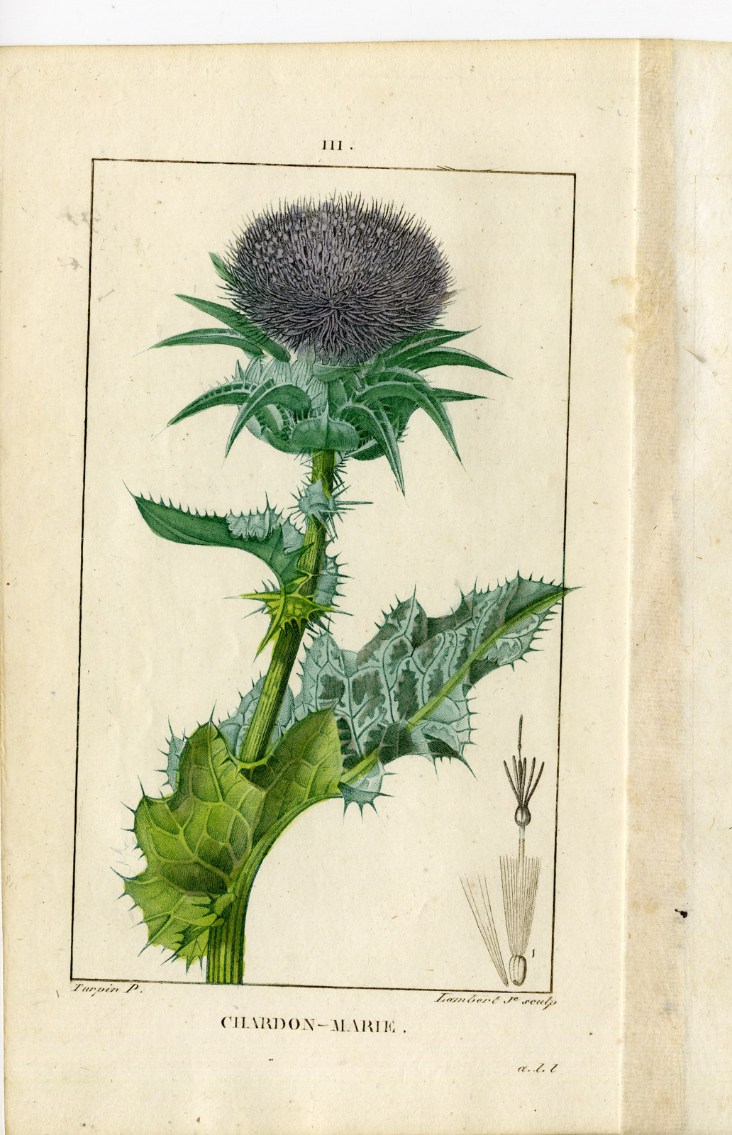 , Antique Print-PL.111-CHARDON MARIE-CARDUUS-MILK THISTLE-Turpin-Chaumeton-1814, Pictura Antique Prints