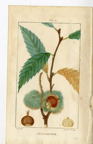 2-Antique Prints-PL.112-CHATAIGNIER-FAGUS CASTANEA-CHESNUT-Turpin-Chaumeton-1814