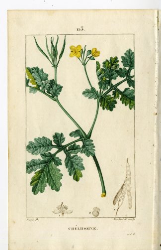 Antique Print-PL.113-CHELIDOINE-CHERLIDONIUM-CELANDINE-Turpin-Chaumeton-1814