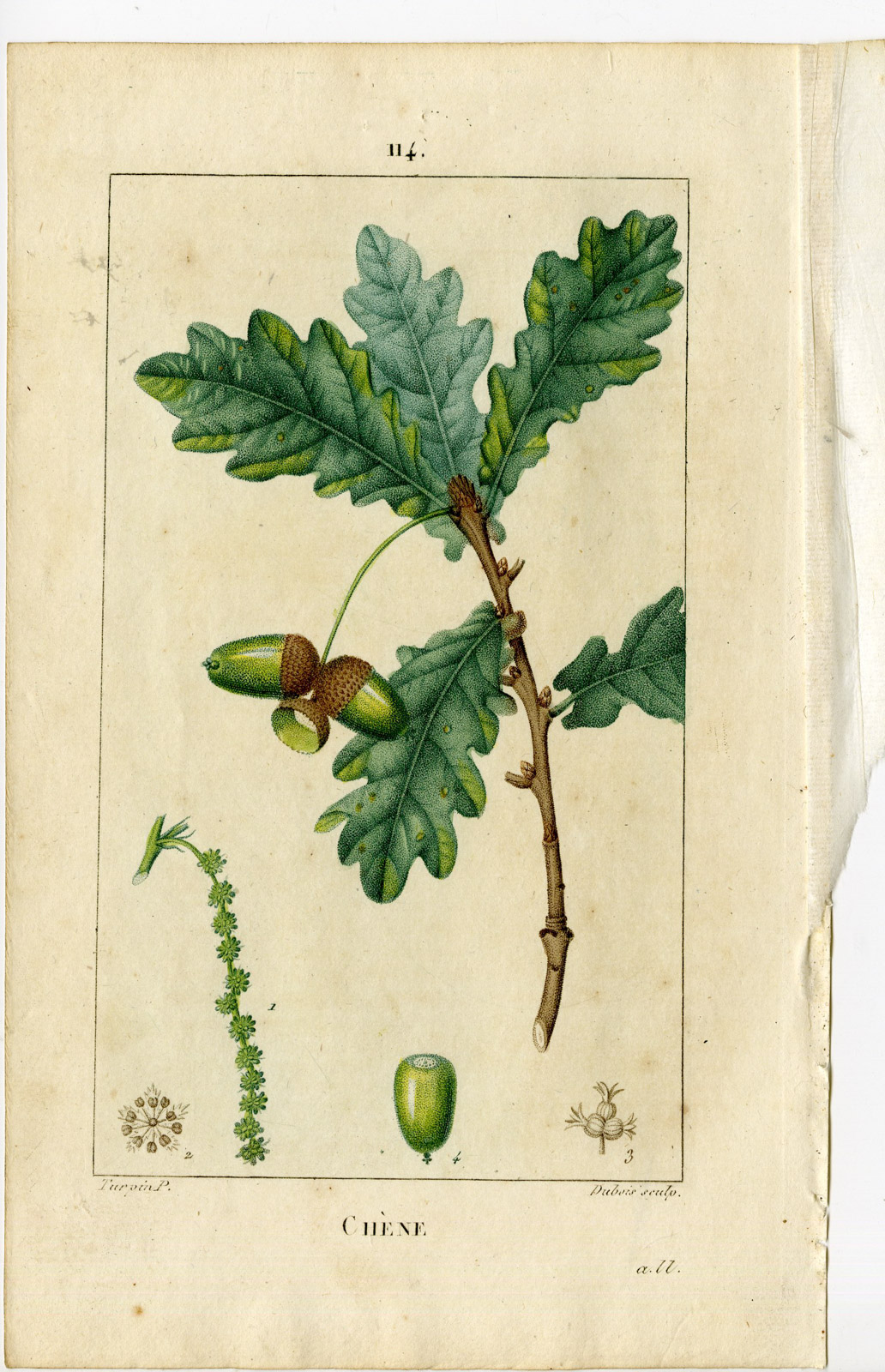 Pco 24215 416x645 Antique Print-PL.114-CHENE-QUERCUS ROBUR-OAK-Turpin-Chaumeton-1814