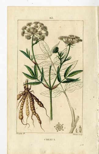 Antique Print-PL.115-CHERVI-SIUM SISARUM-SKIRRET-Turpin-Chaumeton-1814