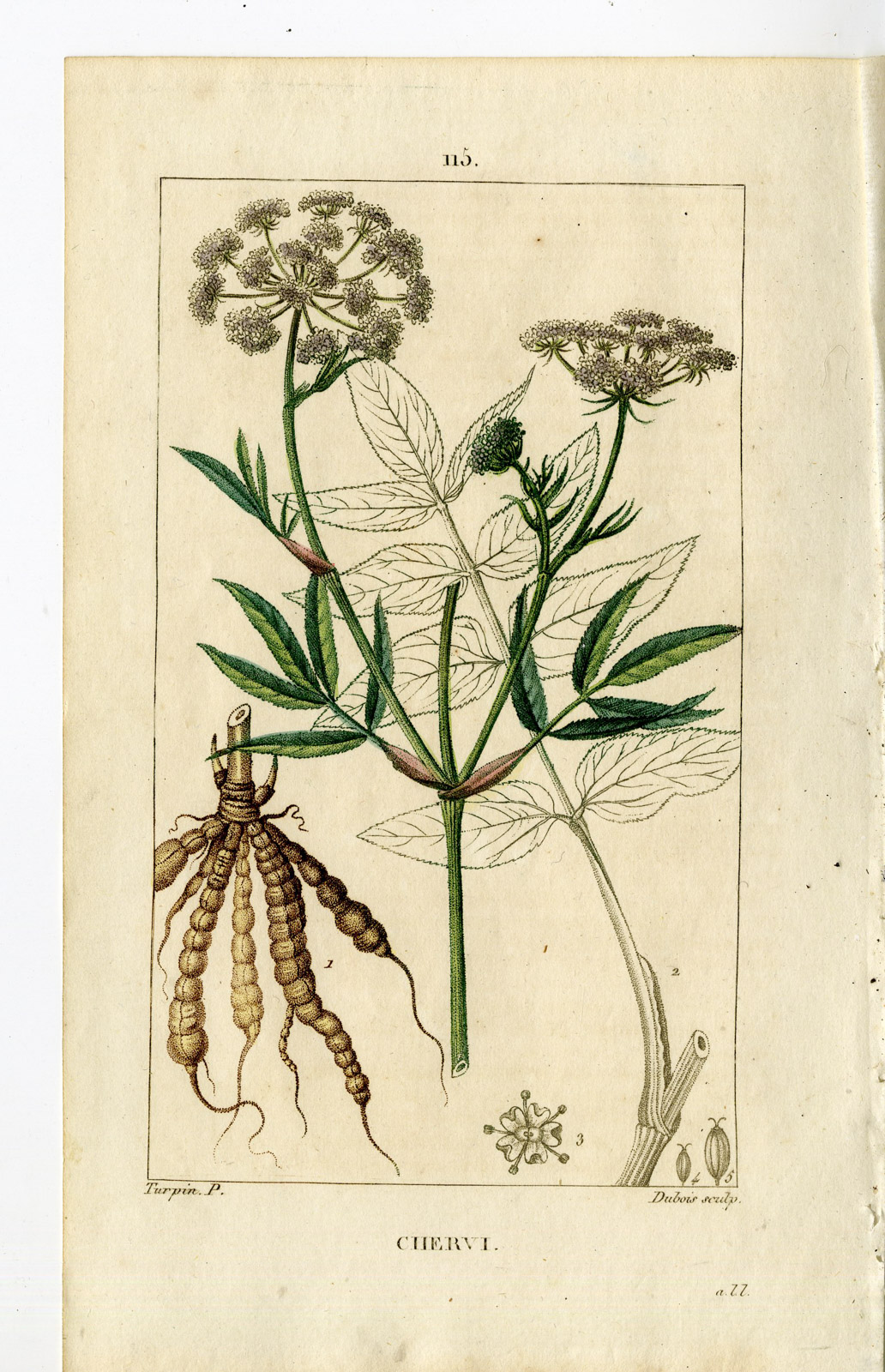 , Antique Print-PL.115-CHERVI-SIUM SISARUM-SKIRRET-Turpin-Chaumeton-1814, Pictura Antique Prints