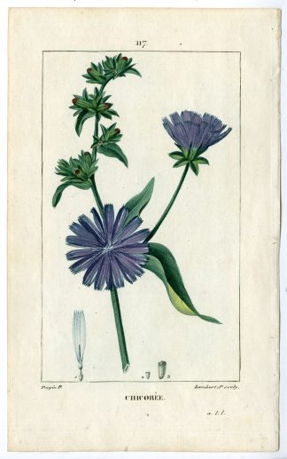 Antique Print-PL.117-CHICOREE-CHICHORIUM INTYBUS-SUCCORY-Turpin-Chaumeton-1814